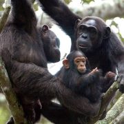 Chimps-in-Rwanda