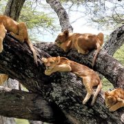 Lake Manyara national park