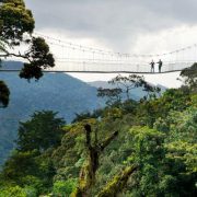 Rwanda-Canopy-Walk-Nyungwe-Forest