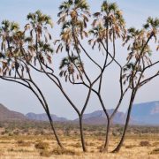 Samburu