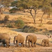 Tarangire National Park