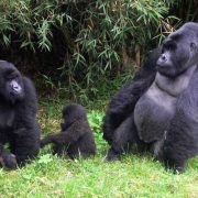 Volcanoes-National-Park-Rwanda Volcanoes-National-Park-Rwanda