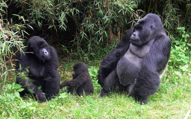 Volcanoes-National-Park-Rwanda Volcanoes-National-Park-Rwanda