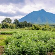 Volcanoes-Park-Rwanda Volcanoes-Park-Rwanda
