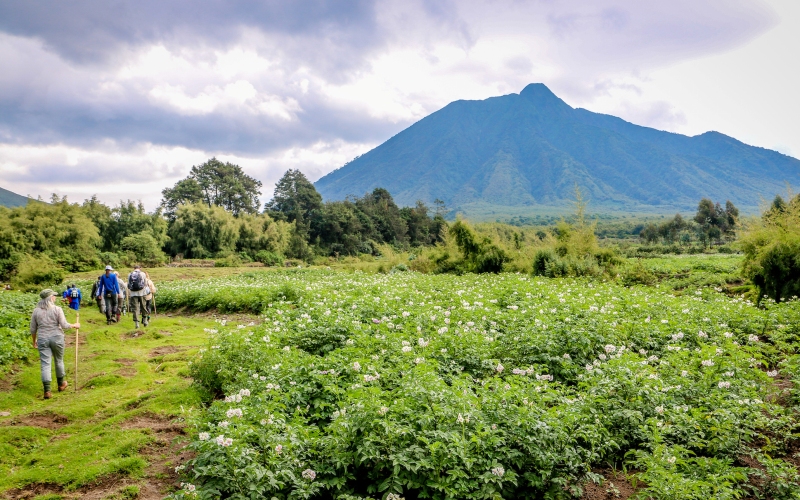 Volcanoes-Park-Rwanda Volcanoes-Park-Rwanda