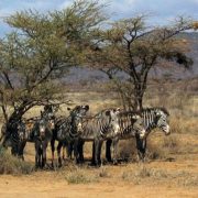 Zebras-samburu