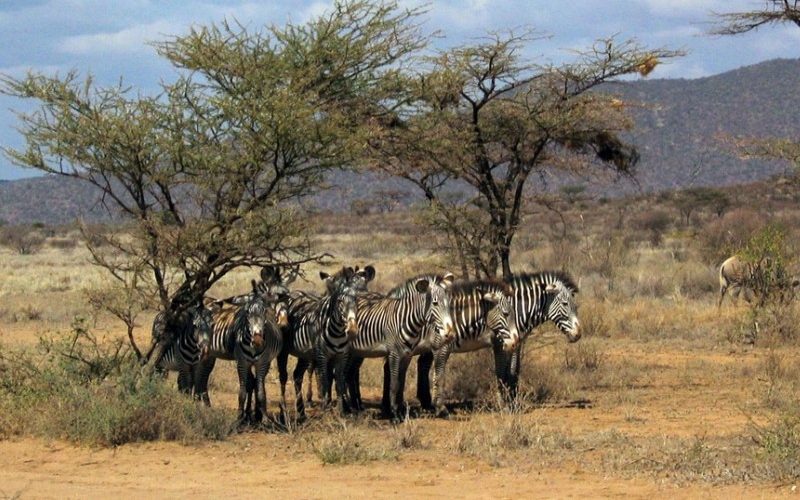 Zebras-samburu