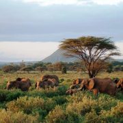 elephants-samburu
