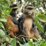 golden-monkey-rwanda golden-monkey-rwanda
