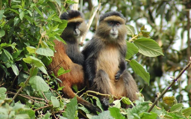 golden-monkey-rwanda golden-monkey-rwanda