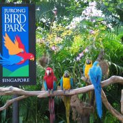 jurong-bird-park