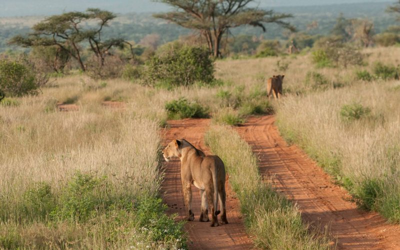 samburu-lions