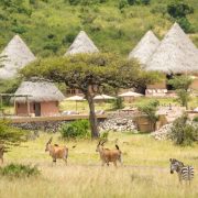 Mara bushtops camp