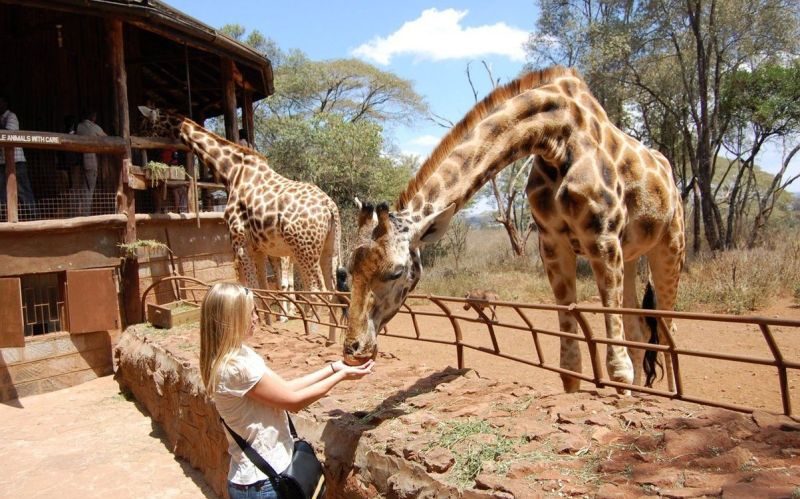 Safari Experience in Kenya