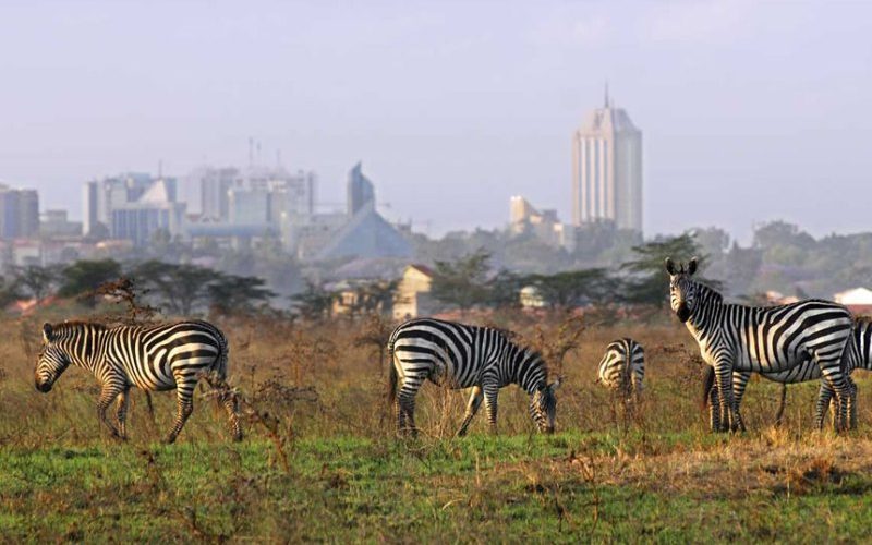 Elephant Watch